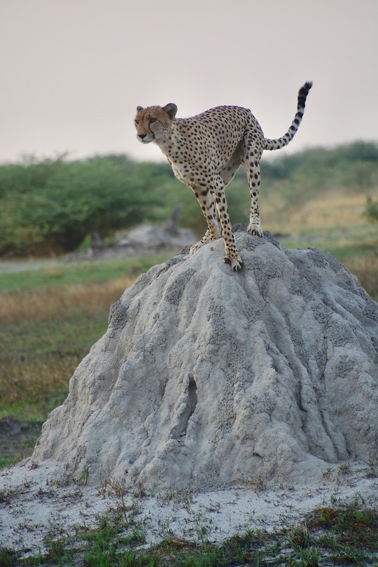 Botswana