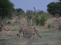 Botswana