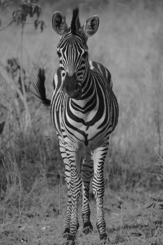 Botswana