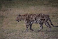 Botswana