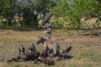 Botswana