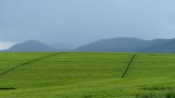 20150411_1504d_Theeplantage