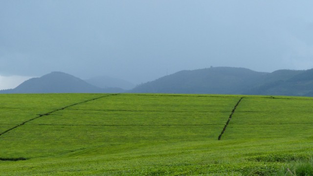 20150411_1504d_Theeplantage