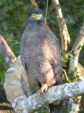 Wilpattu Park