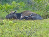 Wilpattu Park