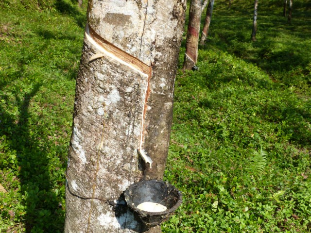 Witte boomsap voor natuurrubber