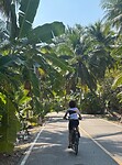 Fietsen tussen de kokosnotenplantages