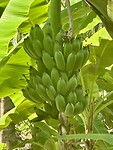 Thaise bananen voor de koolhydraten