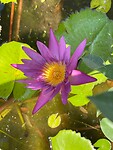 Lotusbloem