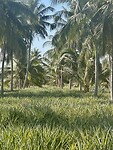 Ananassenplantage
