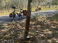 Rubberbomenplantage