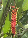 Bloem bananenboom