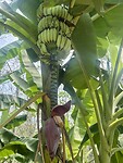 Banenen met bananenbloem