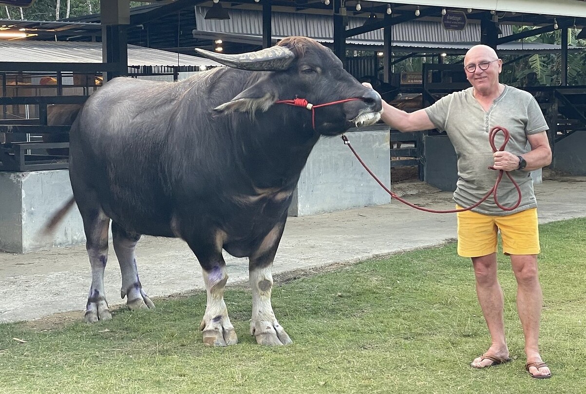 Buffel