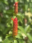 Aparte bloem