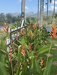 De Thaise Heliconia