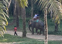 Commerciële inzet van de olifant