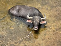 Buffel zoekt afkoeling