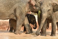 elephant sanctuary