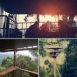 Gibbon experience//zipline