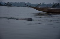 irrawaddy dolfijn