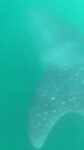 VID-20230302-WA0001