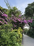 IMG_4955
