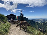 IMG_3226