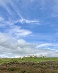 IMG_6416