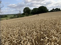 IMG_6630