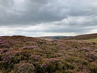 IMG_6736