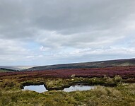 IMG_6743
