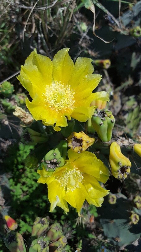 Bloem