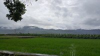 Rijst