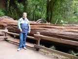 Muir Woods