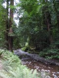 Muir Woods
