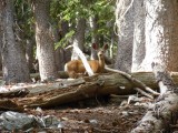 Mule deer