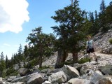 Bristlecone Pines