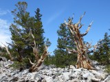 Bristlecone Pines