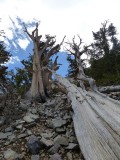 Bristlecone Pines