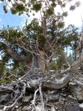 Bristlecone Pines
