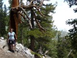 Bristlecone Pines