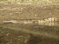 Een grote krokodil