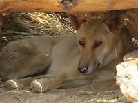 Een Dingo