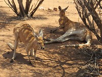 Kangaroos