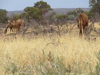 Dromedarissen. Vast ontsnapt uit de camelfarm.