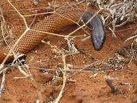 Zag Mar weer. Lijkt wel een Western Brown Snake. Is dodelijk!!