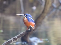 En prachtige kingfishers