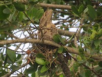 Dit is een frogmouth. Een vogel dus.