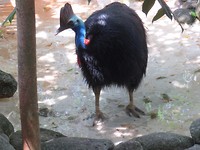 Cassowarie